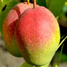 Саджанці груші Киргизька Красуня (привитий) - 1-річний