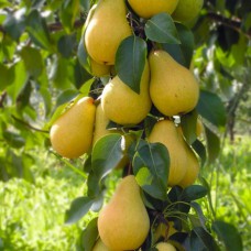 Саджанці груші Лимонка (привитий) - 1-річний