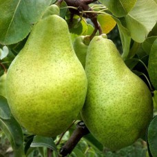 Саджанці груші Ноябрська (привитий) - 1-річний