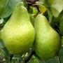 Саджанці груші Ноябрська (привитий) - 1-річний