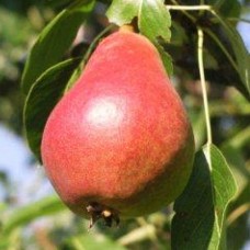 Саджанці груші Мадам Балле (привитий) - 1-річний