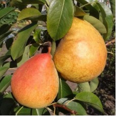 Саджанці груші Маргарита Марілья (привитий) - 1-річний