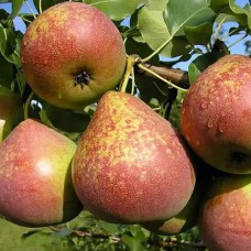 Саджанці груші Мармурова (привитий) - 1-річний