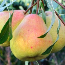 Саджанці груші Мліївська (привитий) - 1-річний