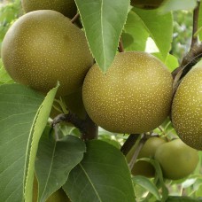 Саджанці груші Наші (привитий) - 1-річний