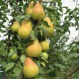 Саджанці груші Наталка (привитий) - 1-річний