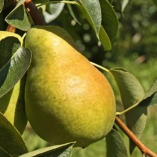Саджанці груші Олександра (привитий) - 1-річний