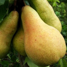 Саджанці груші Осінь Буковини (привитий) - 1-річний