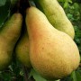 Саджанці груші Осінь Буковини (привитий) - 2-річний