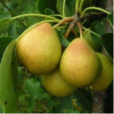 Саджанці груші Основ'янська (привитий) - 1-річний