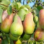 Саджанці груші Парижанка (привитий) - 2-річний
