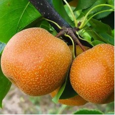 Саджанці груші Пінго Лі (привитий) - 1-річний