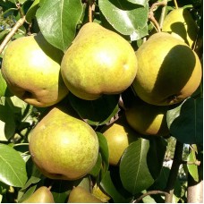 Саджанці груші Платонівська (привитий) - 1-річний