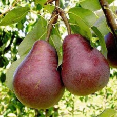 Саджанці груші Ред Фаворитка (привитий) - 1-річний