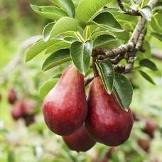 Саджанці груші Ред Сенсейшн (привитий) - 1-річний