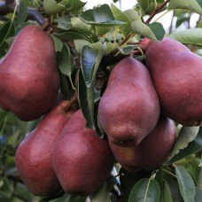 Саджанці груші Ред Вільямс (привитий) - 1-річний