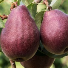 Саджанці груші Розі Ред Бартлет (привитий) - 1-річний