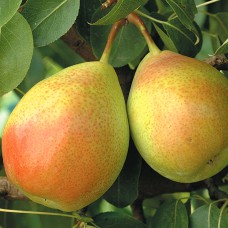 Саджанці груші Санта Марія (привитий) - 1-річний