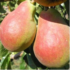 Саджанці груші Сілк Кінг (привитий) - 1-річний