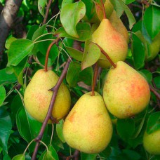 Саджанці груші Скарб (привитий) - 1-річний