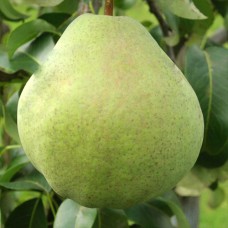 Саджанці груші Смарагдова (привитий) - 1-річний