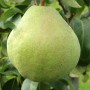 Саджанці груші Смарагдова (привитий) - 2-річний