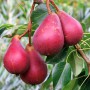 Саджанці груші Старкрімсон (привитий) - 2-річний