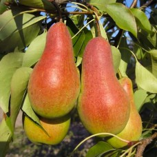 Саджанці груші Талгарська Красуня (привитий) - 1-річний