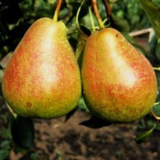 Саджанці груші Таврійська (привитий) - 1-річний