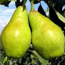 Саджанці груші Віра (привитий) - 1-річний