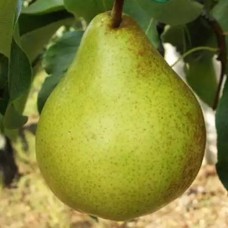 Саджанці груші Виставкова (привитий) - 1-річний