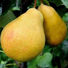 Саджанці груші Золотиста (привитий) - 1-річний