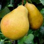 Саджанці груші Золотиста (привитий) - 2-річний