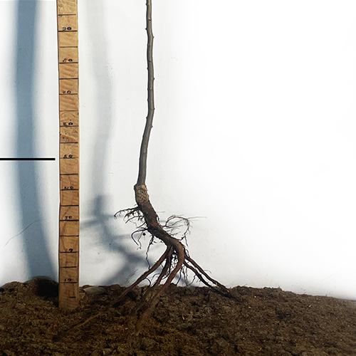 Саджанці диплоїдної сливи Блек Амбер (привитий) - 1-річний