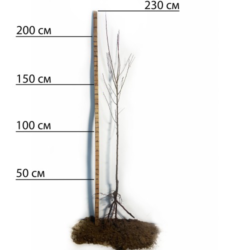 Саджанці диплоїдної сливи Бербанк Гігант (привитий) - 2-річний