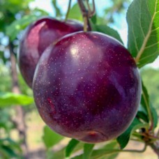 Саджанці диплоїдної сливи Анжеліна (привитий) - 1-річний