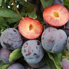 Саджанці диплоїдної сливи Бербанк Гігант (привитий) - 1-річний