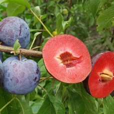 Саджанці диплоїдної сливи Блек Даймонд (привитий) - 1-річний