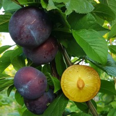 Саджанці диплоїдної сливи Блек Голд (привитий) - 1-річний