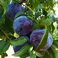 Саджанці диплоїдної сливи Блек Стар (привитий) - 1-річний