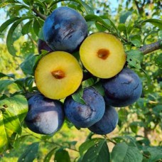 Саджанці диплоїдної сливи Блю Кармен (привитий) - 1-річний