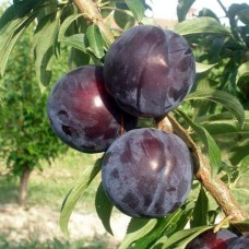 Саджанці диплоїдної сливи Ерлі Квін (привитий) - 1-річний