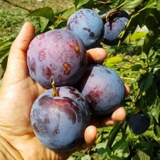 Саджанці диплоїдної сливи Гігант (привитий) - 1-річний