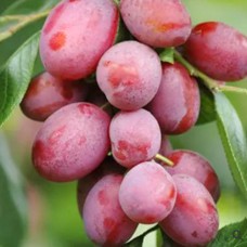 Саджанці диплоїдної сливи Королева Вікторія (привитий) - 1-річний