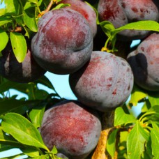 Саджанці диплоїдної сливи Кримсон Гло (привитий) - 1-річний