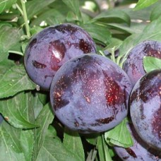 Саджанці диплоїдної сливи Ларода (привитий) - 1-річний