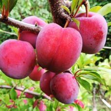 Саджанці диплоїдної сливи Оцарк Прем'єр (привитий) - 1-річний