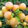Саджанці диплоїдної сливи Ренклод Білий (привитий) - 1-річний