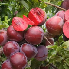 Саджанці диплоїдної сливи Санта Роза (привитий) - 1-річний