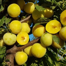 Саджанці диплоїдної сливи Широ (привитий) - 1-річний